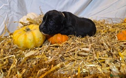 Mixed Breed dogs for sale: 12 beautiful puppies - Image 2