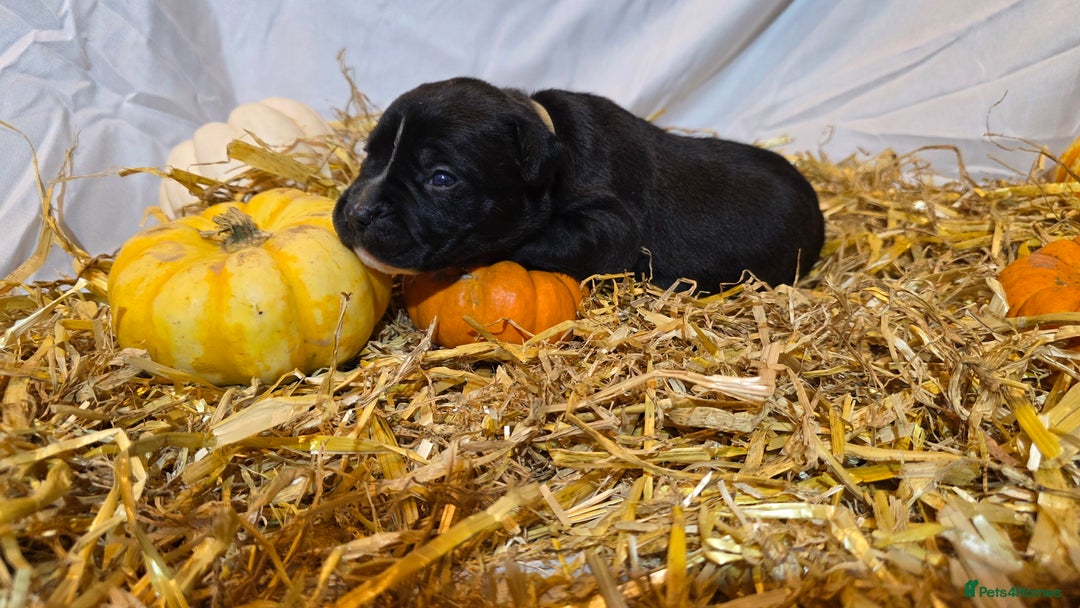 Mixed Breed dogs for sale: 12 beautiful puppies - Image 2