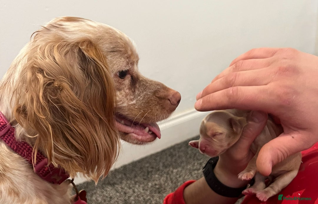 Cocker Spaniel dogs for sale: READY TO LEAVE 5 Golden Show Cocker Spaniels!  in Stanley - Image 10