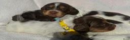 Cocker Spaniel dogs for sale: Bred From Extensively Health Tested Parents - Advert 13