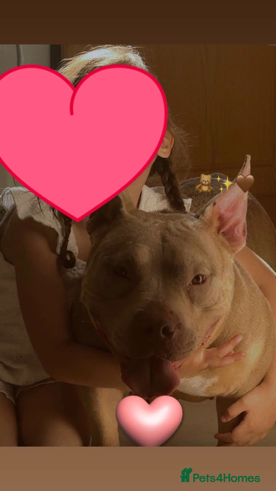 American Bully dogs for sale: Coco - 3 year old - Pocket Bully ❤️ - Advert 5
