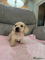 Miniature Dachshund dogs - Advert 5