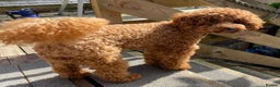 Toy Poodle dogs for stud: Kc health tested toy poodle for stud in Torpoint - Advert 5