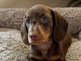 Dachshund dogs Miniature Dachshund puppies - Advert 2