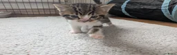 Mixed Breed cats for sale: 3x girl kittens  in Halstead - Advert 18