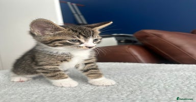 Mixed Breed cats - Advert 16