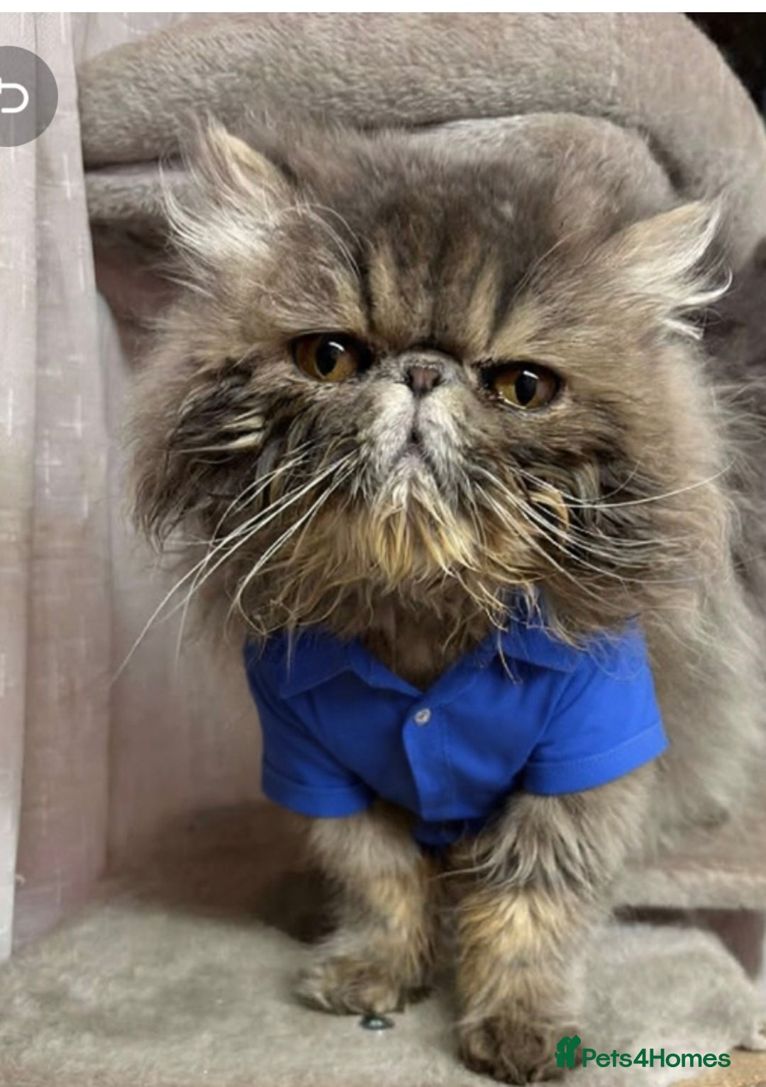 Persian cats for sale: Male persain ticca registered active  - Advert 1