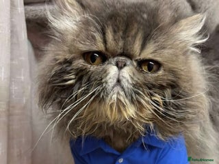 Persian cats Male persain ticca registered active - Advert 2