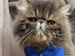 Persian cats Male persain ticca registered active - Advert 3