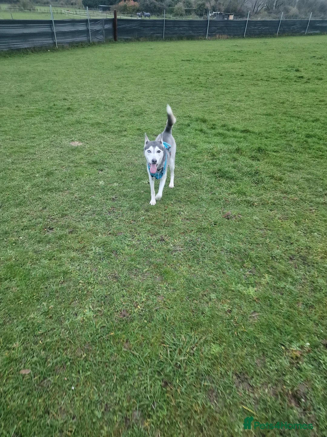 Siberian Husky dogs for sale: Male husky  - Advert 5