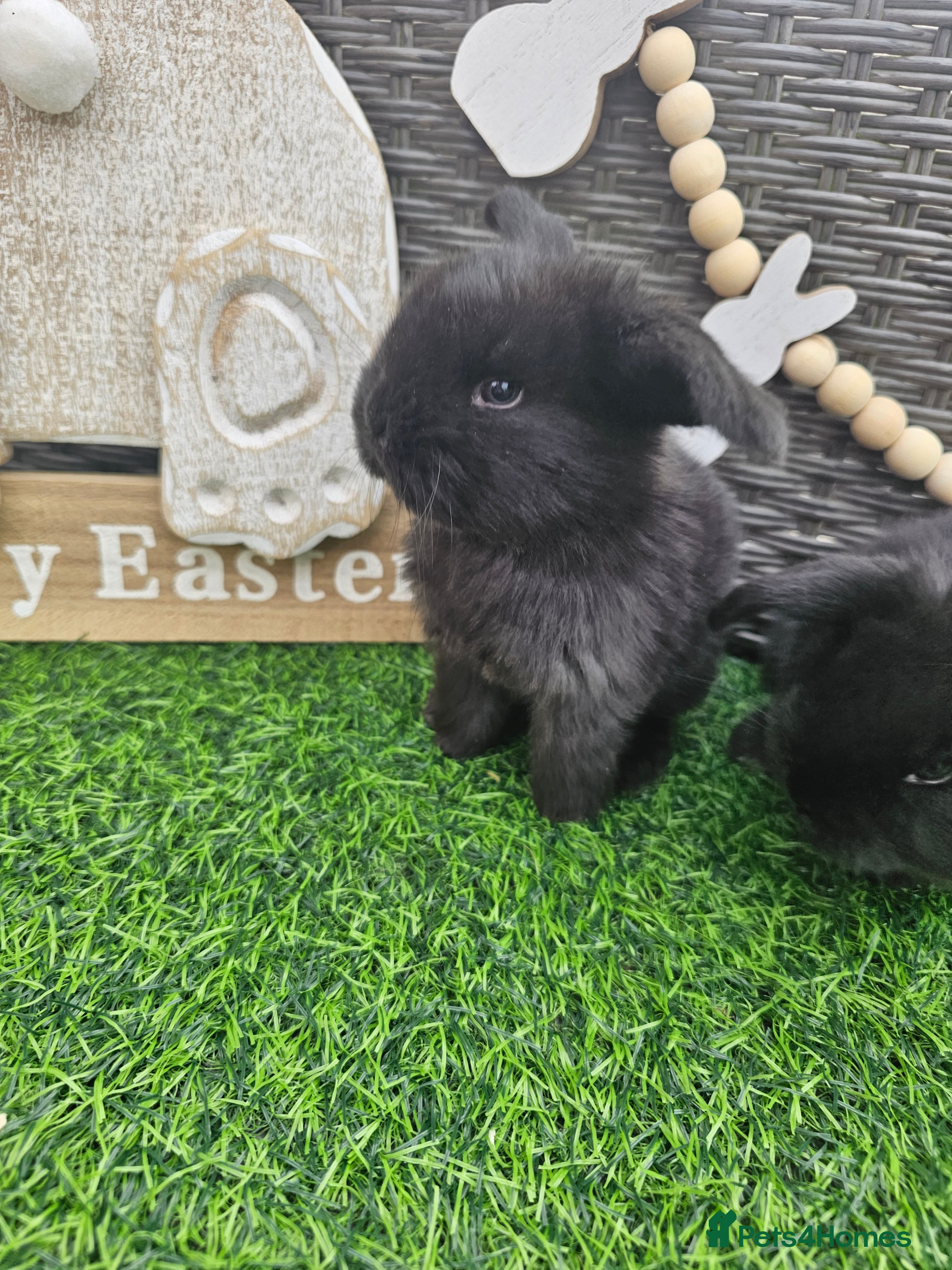 French Lop rabbits Giant French Lop Babies - Advert 1