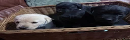 Labrador Retriever dogs for sale: Labrador puppies - Advert 7