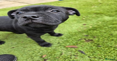 Staffordshire Bull Terrier dogs - Advert 31