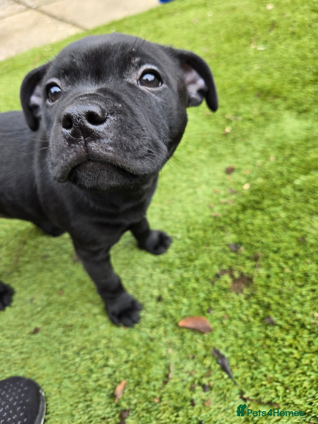 Staffordshire Bull Terrier dogs for sale: Staffordshire bull terrier pups - Image 4