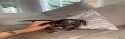 Miniature Dachshund dogs for sale: ✨ KC Lines | Miniature Dachshund Puppies✨ - Advert 4