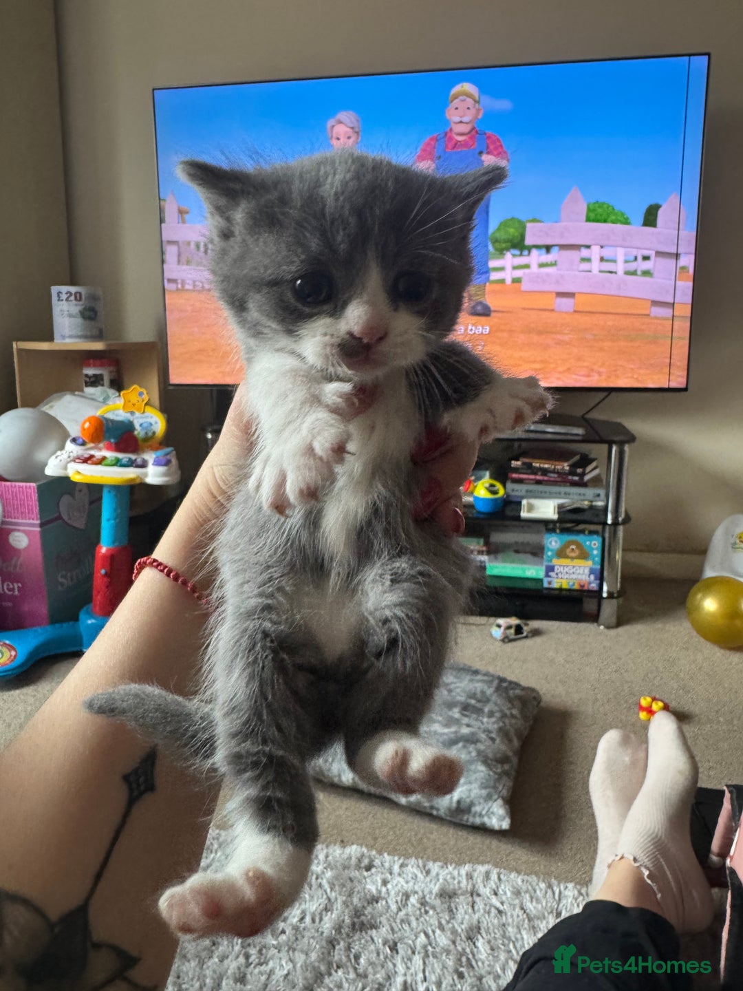 British Shorthair cats for sale: British shorthair cat  - Advert 17