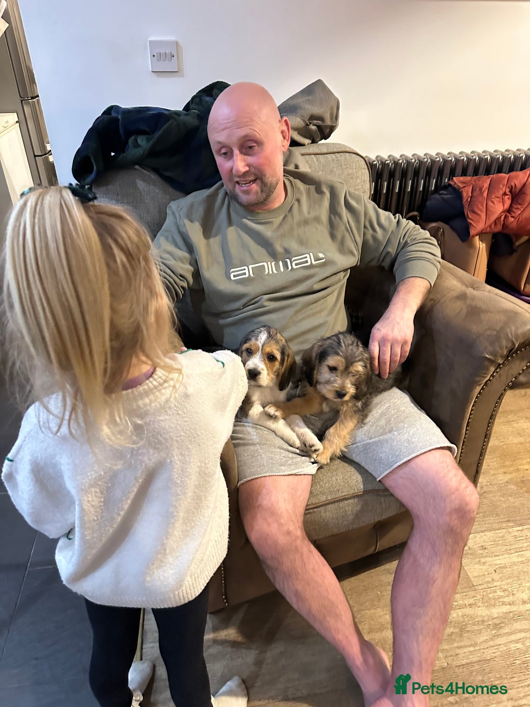 Mixed Breed dogs for sale: Beautiful Beagle X Cavapoo Puppies.  - Advert 18