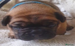 French Bulldog dogs for sale: 4 Chunky Male French Bulldogs - Image 4