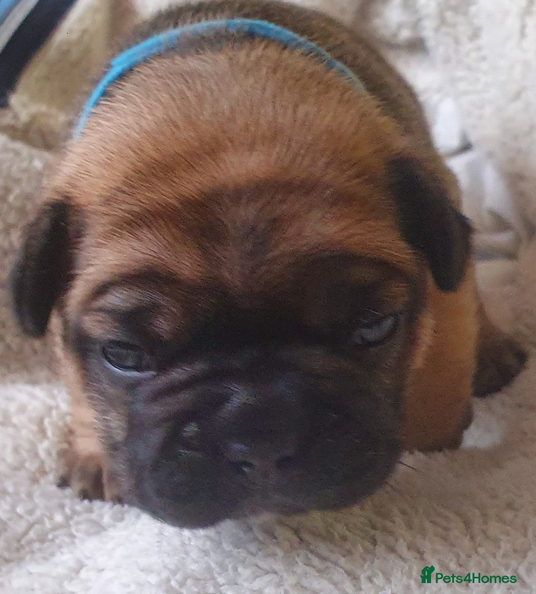 French Bulldog dogs for sale: 4 Chunky Male French Bulldogs - Image 4