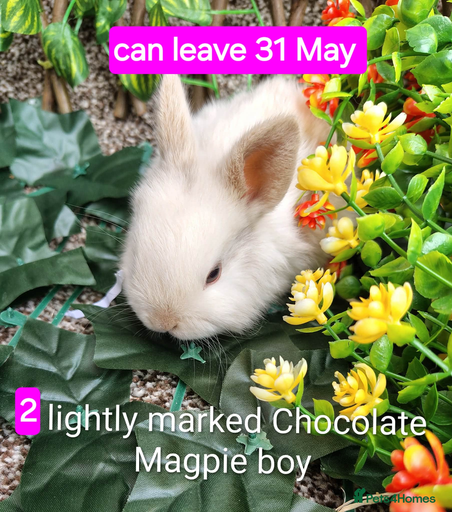 Mini Lop rabbits Baby mini lops gorgeous  - Advert 13