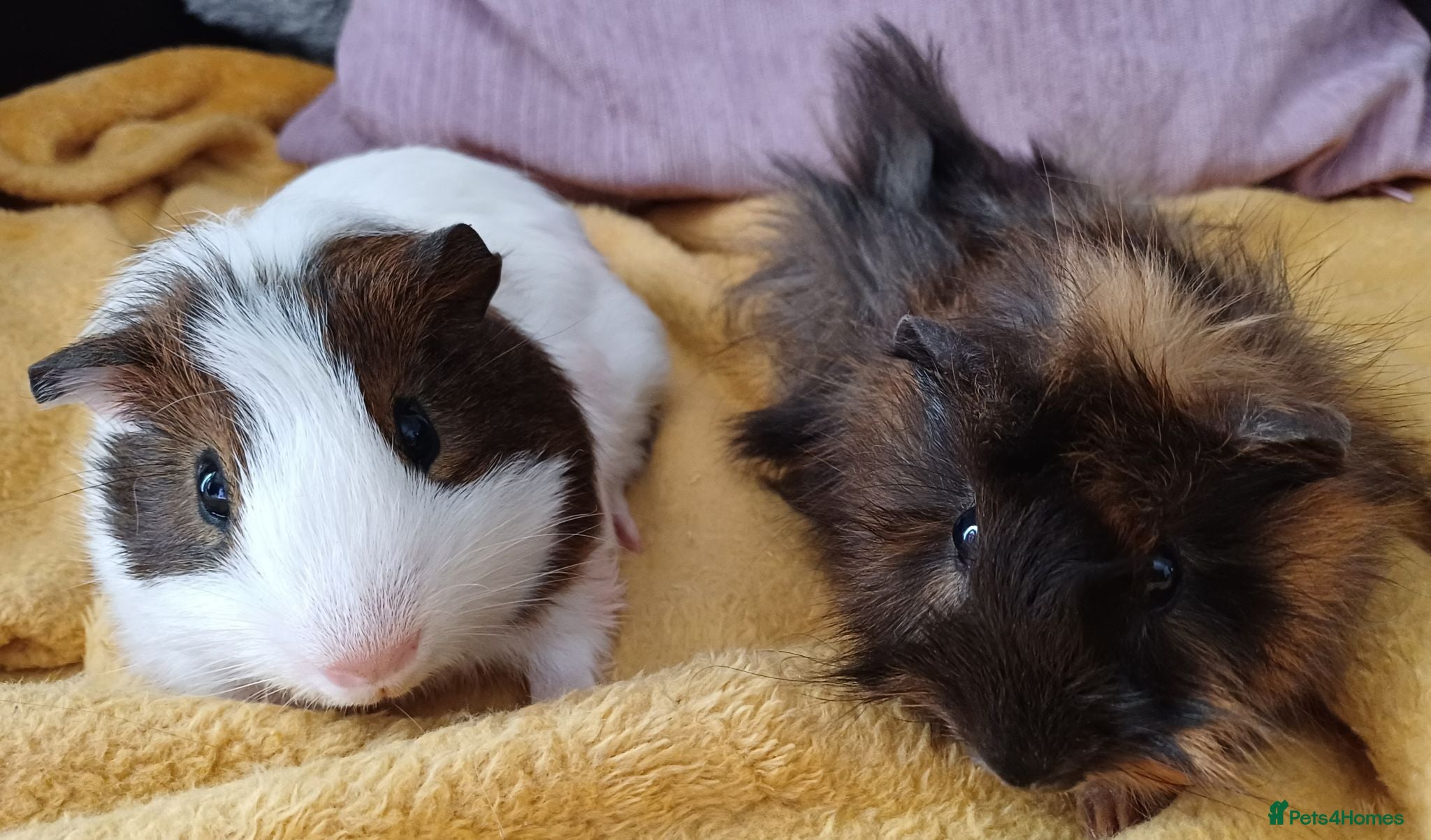 Guinea Pig rodents Brothers 9 weeks old  - Advert 8