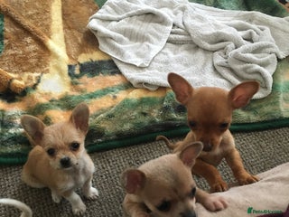 Chihuahua dogs - Advert 9