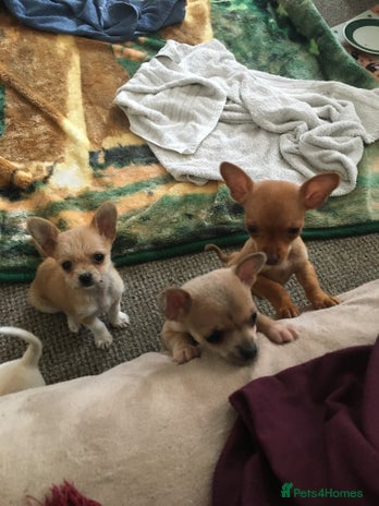 Chihuahua dogs - Advert 4
