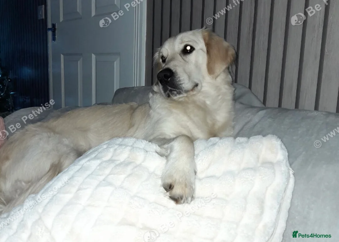 Goldador dogs for sale: Ready 3rd feb - Advert 6