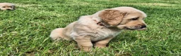 Golden Retriever dogs for sale: Beautiful litter of Golden Retriever puppies 🐶  - Advert 5