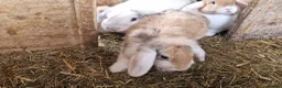 Dwarf Lop rabbits for sale: Friendly, lovely, laidback dwarf lop girls🐰🥰 - Advert 11