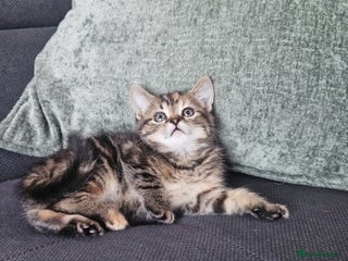 Mixed Breed cats MaineCoon x Ragdoll kittens - Advert 6