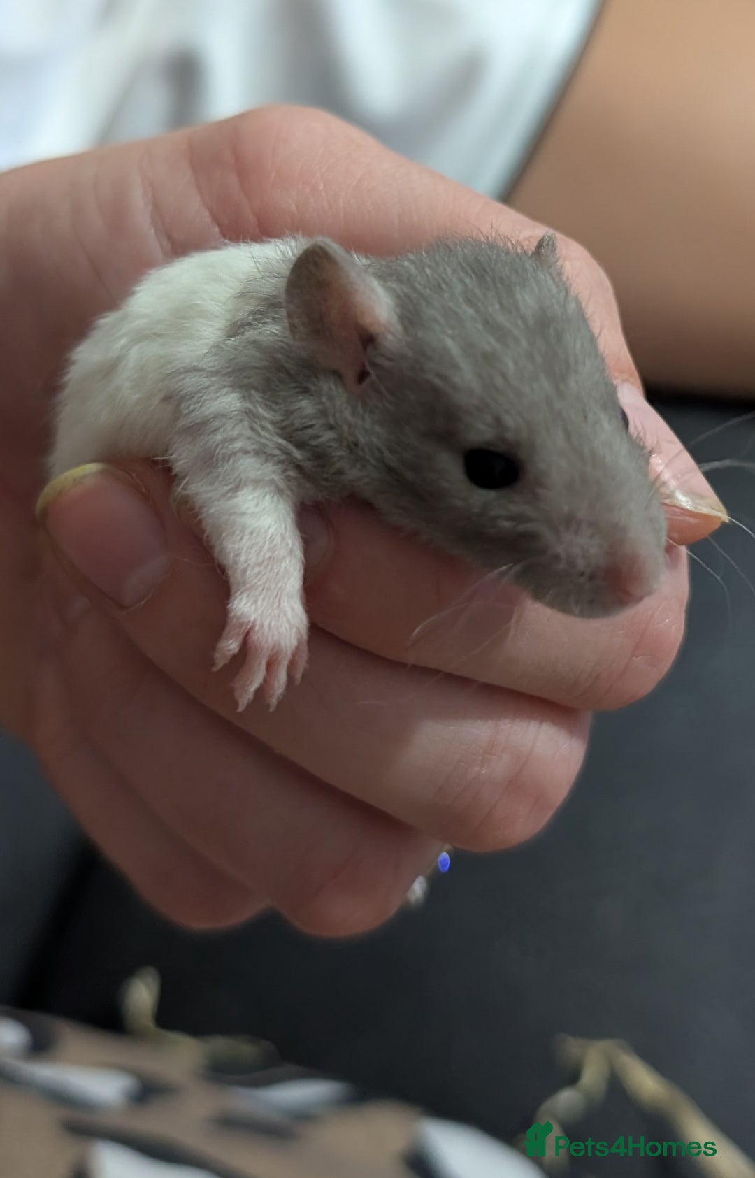 Rat rodents for sale: Mix of rex and straight fur babies(grey and white) - Image 3