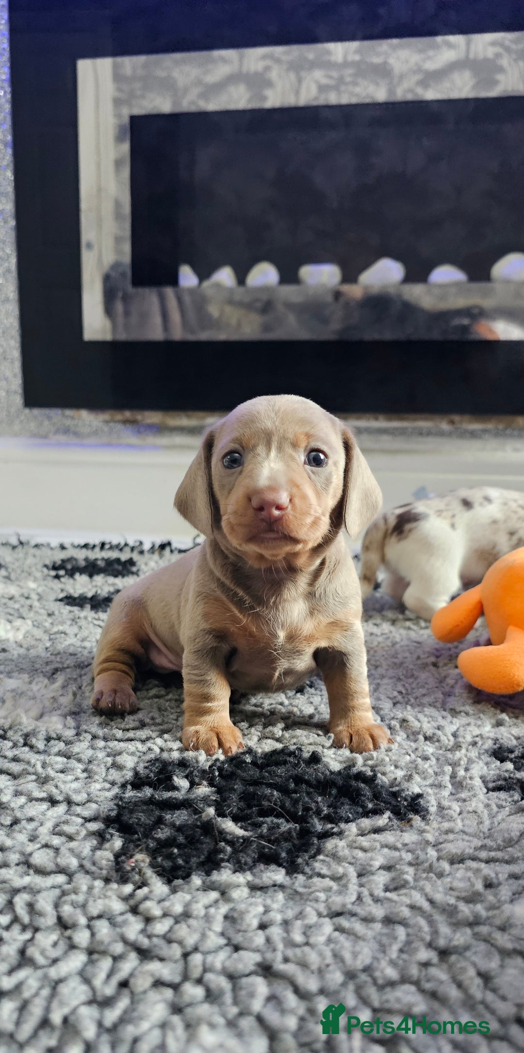 Miniature Dachshund dogs for stud: Miniature Dachshund Isabella dapple stud  - Image 16