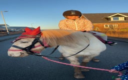 Riding pony horses for sale: For Sale Kids Lead Rein Pony! Safe and Bombproof - Advert 12