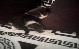 Mixed Breed cats for sale: Toxido kittens  - Image 20
