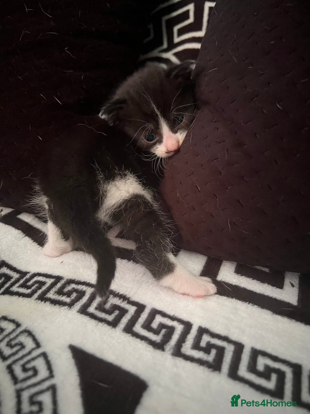 Mixed Breed cats for sale: Toxido kittens  - Image 20