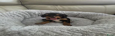 Cocker Spaniel 4