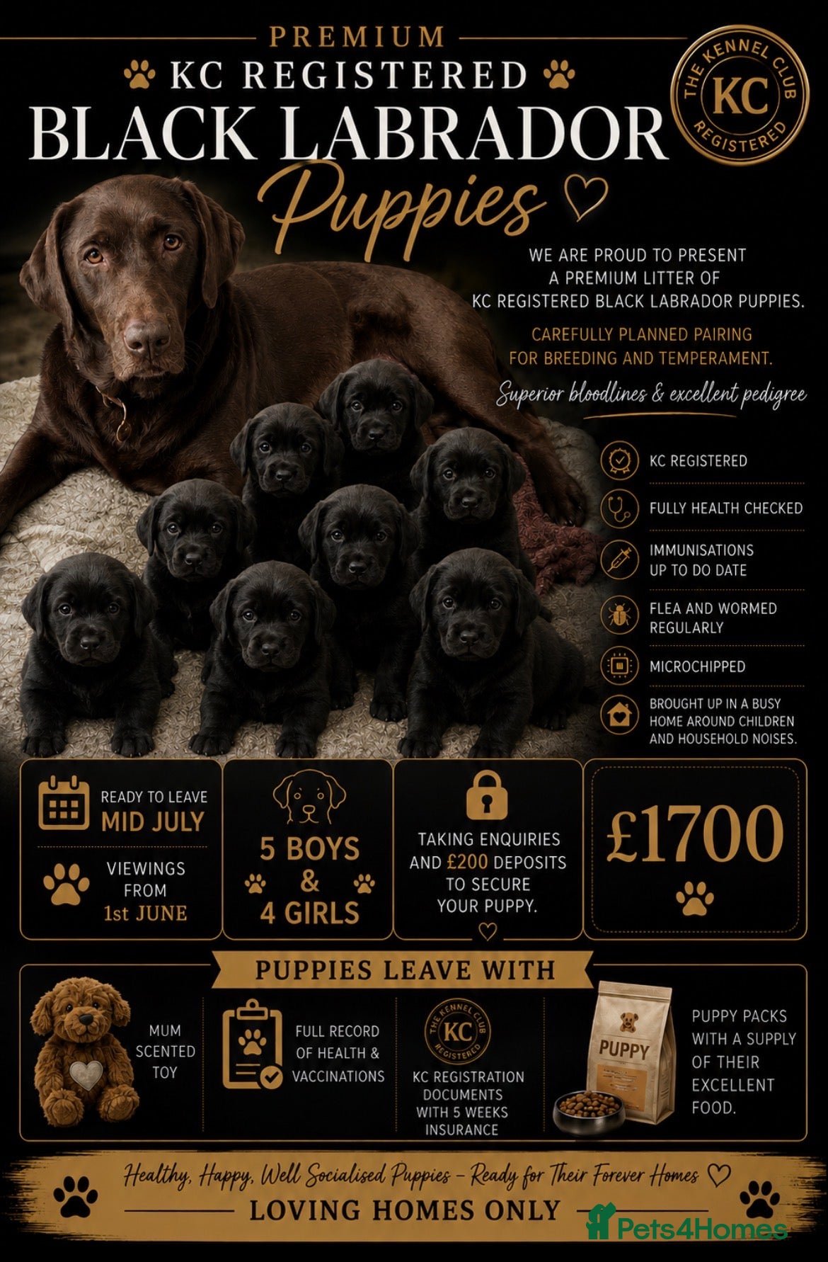 Labrador Retriever dogs Beautiful KC Black Labrador Puppies  - Advert 1