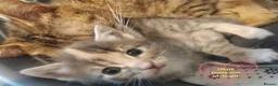 Mixed Breed cats for sale: 4 gorgeous little kitten looking for homes  - Advert 3