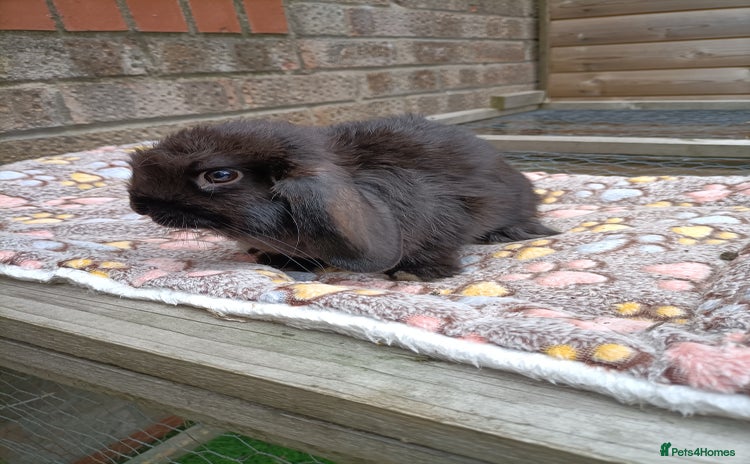 Mini Lop rabbits - Advert 14