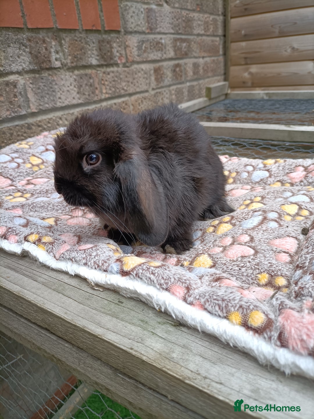 Mini Lop rabbits for sale: **Last one - Mini Lop Girl Bunny  - Image 1