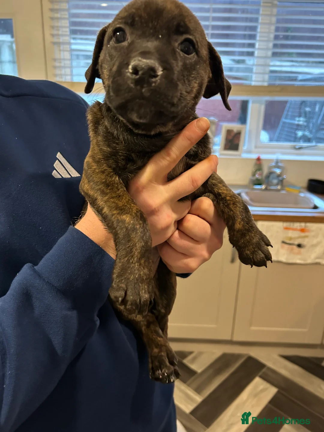 Mixed Breed dogs for sale: Staffy pups  - Advert 16