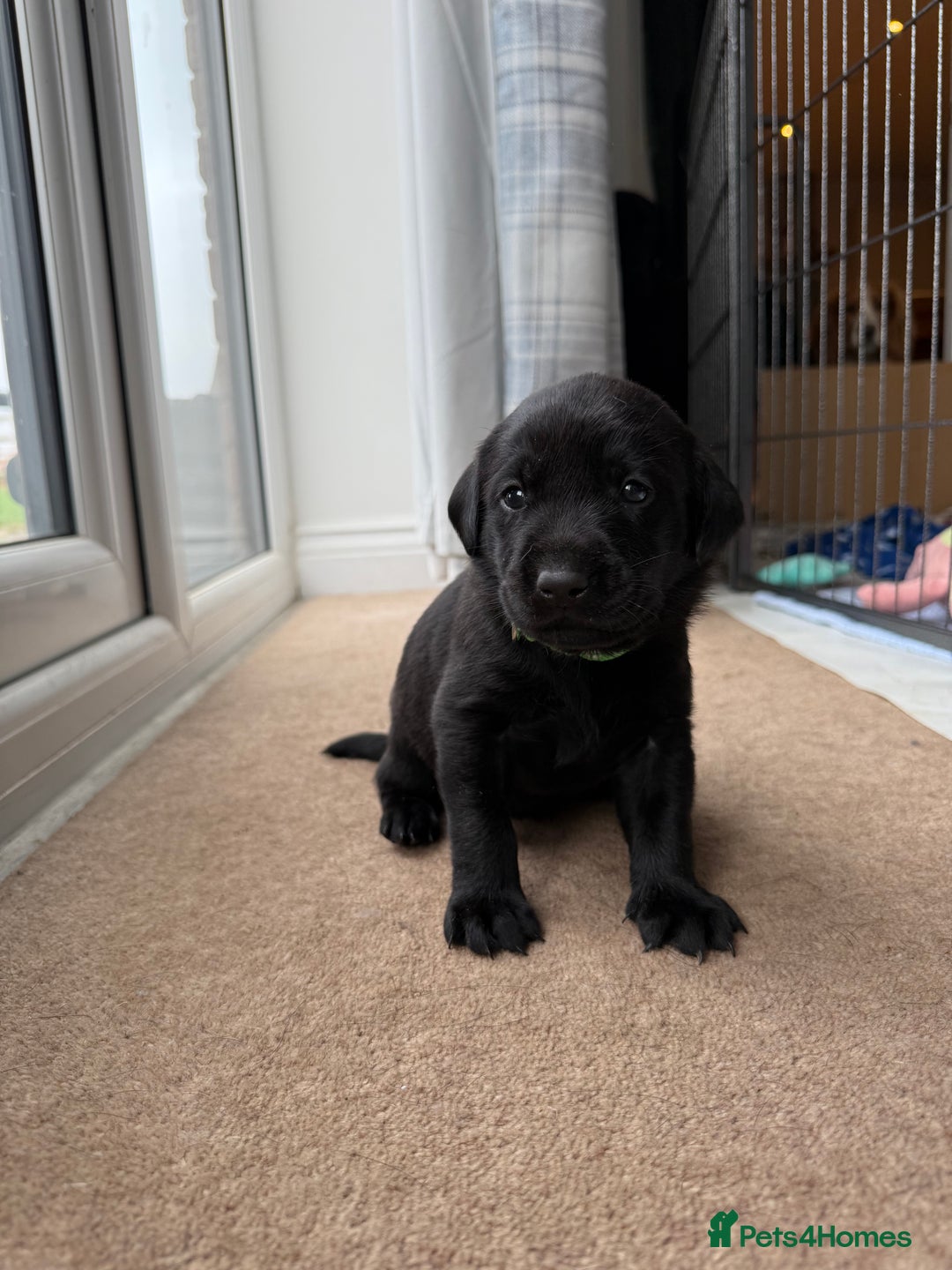Labrador Retriever dogs for sale: KC registered Labrador Retriever puppies available - Advert 6