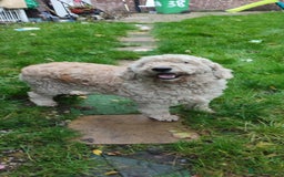 Goldendoodle dogs for sale: Golden doodle 5 year old female  - Image 9