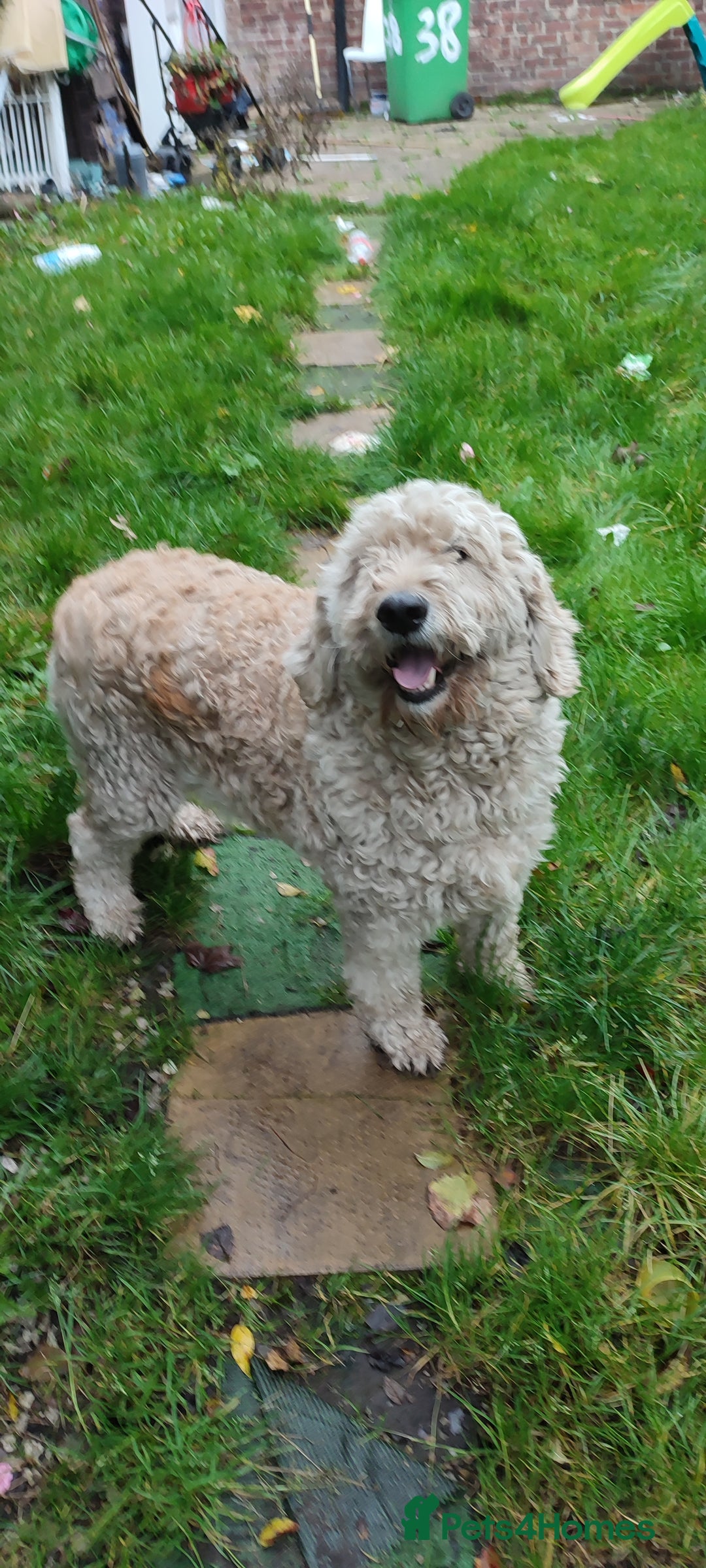 Goldendoodle dogs for sale: Golden doodle 5 year old female  - Image 9