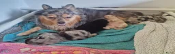 Pomeranian dogs for sale: Pomeranian Puppies for sale in Milton Keynes - Advert 1