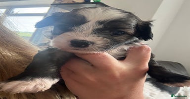 Chinese Crested dogs - Advert 16