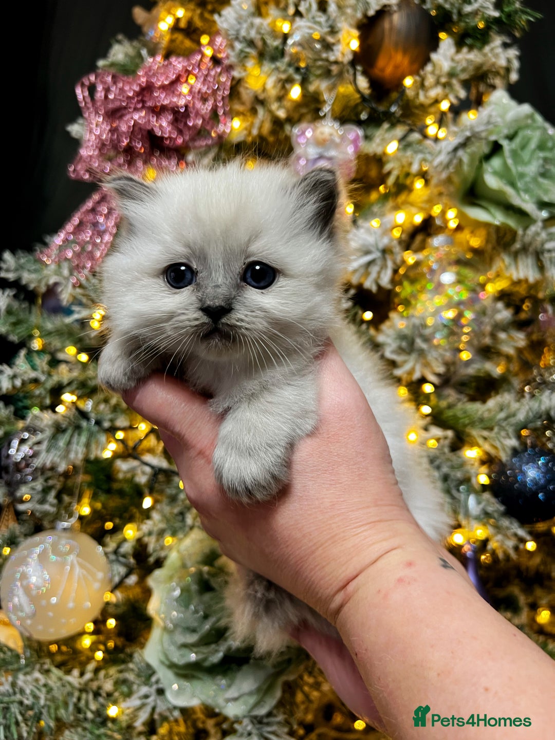 Ragdoll cats for sale: Ragdoll kittens blue point and seal point  - Advert 26