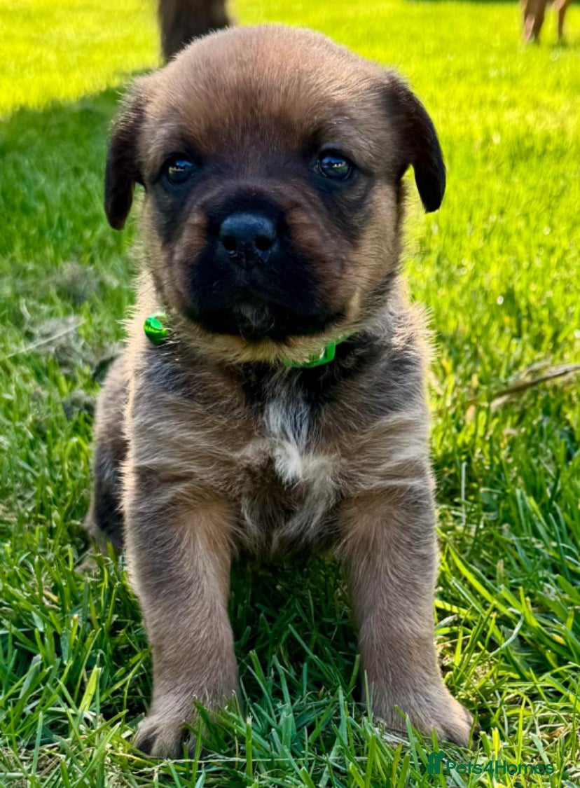 Mixed Breed dogs Boxweilers (Rottweiler x Boxer) - Advert 15