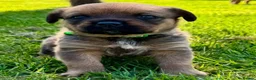 Mixed Breed dogs for sale: Boxweilers (Rottweiler x Boxer) - Advert 3